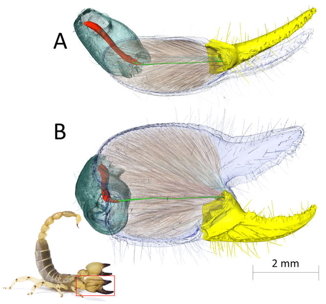 Armed stem to stinger: a review of the ecological roles of scorpion weapons.