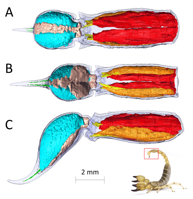 Armed stem to stinger: a review of the ecological roles of scorpion weapons.