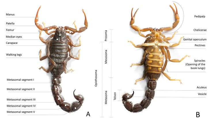 Armed stem to stinger: a review of the ecological roles of scorpion weapons.