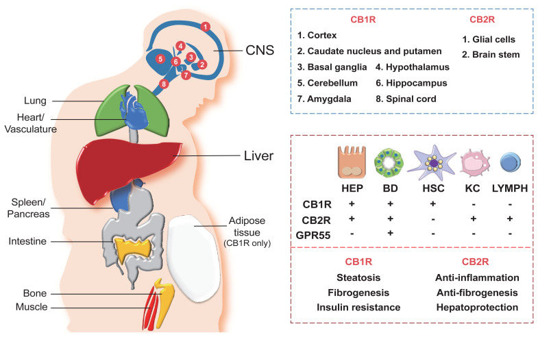 Hepatic Cannabinoid Signaling in the Regulation of Alcohol-Associated Liver Disease.