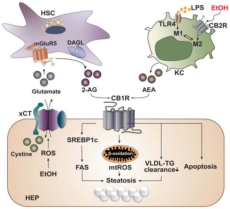 Hepatic Cannabinoid Signaling in the Regulation of Alcohol-Associated Liver Disease.