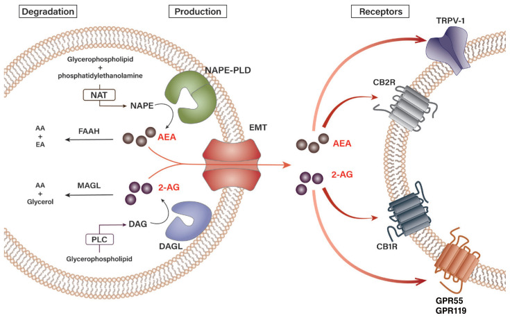 Hepatic Cannabinoid Signaling in the Regulation of Alcohol-Associated Liver Disease.