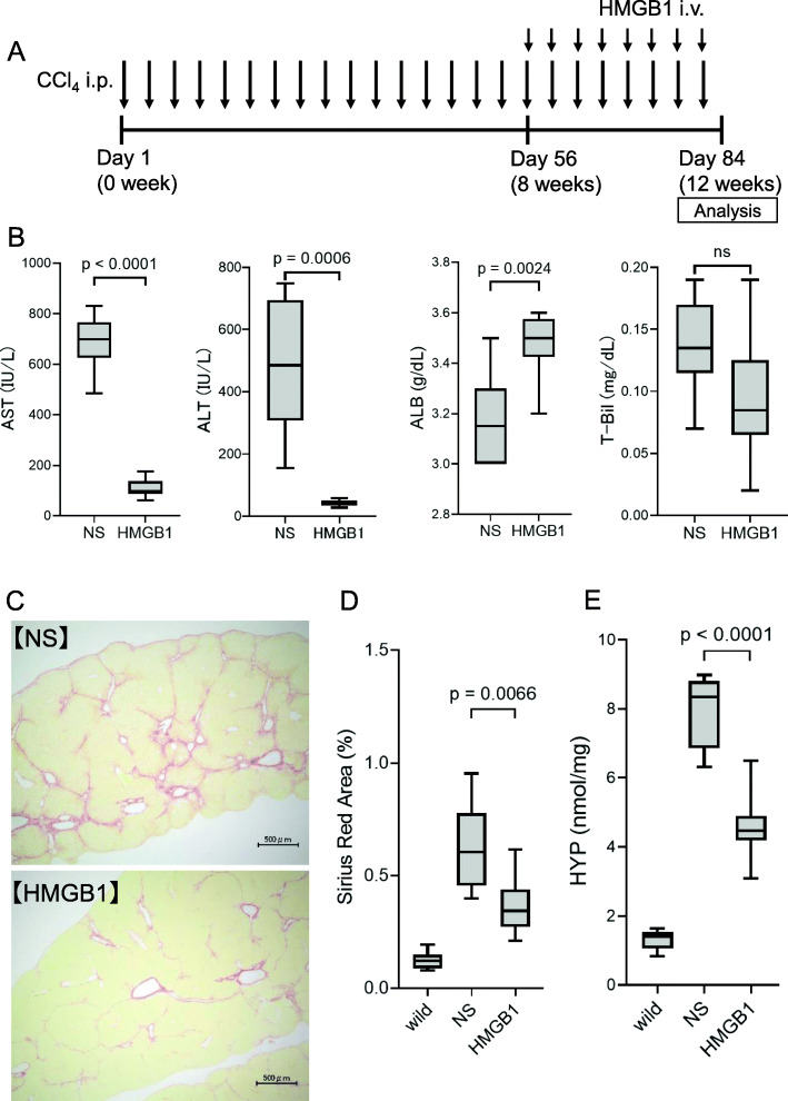 Synthesized HMGB1 peptide attenuates liver inflammation and suppresses fibrosis in mice.