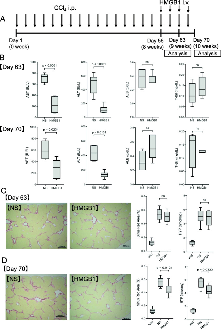 Synthesized HMGB1 peptide attenuates liver inflammation and suppresses fibrosis in mice.