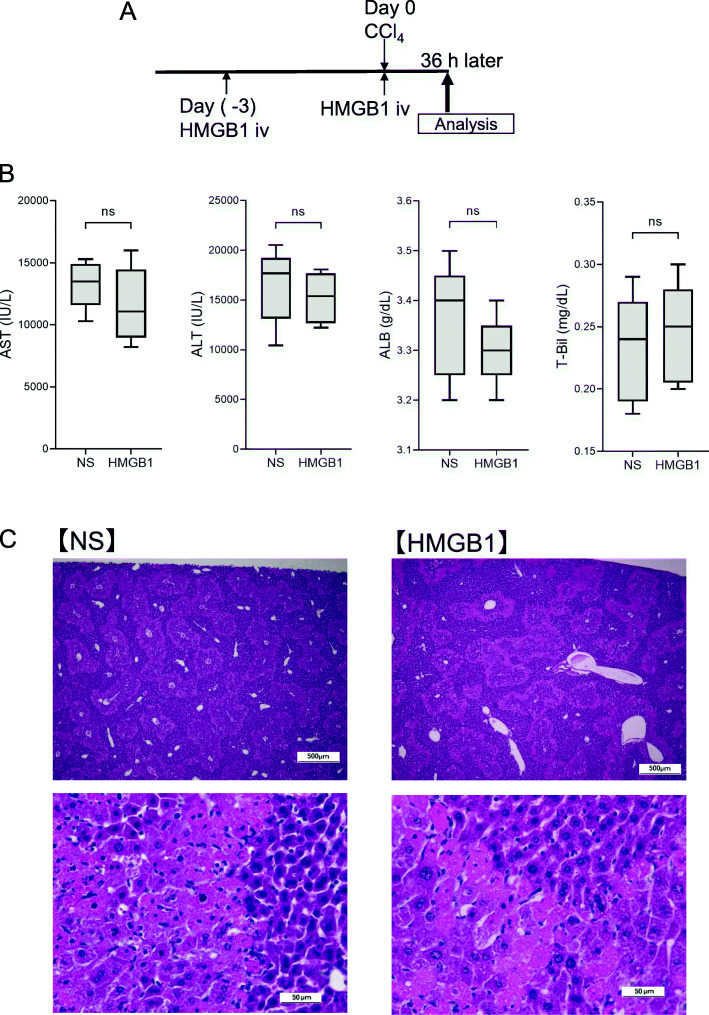 Synthesized HMGB1 peptide attenuates liver inflammation and suppresses fibrosis in mice.