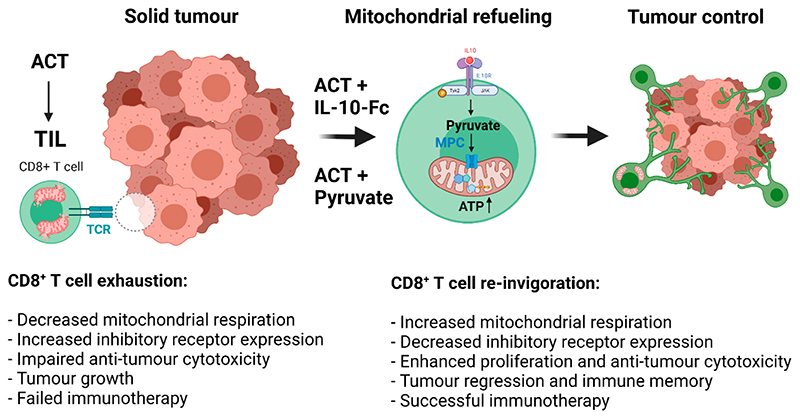 IL-10-Mediated Refueling of Exhausted T Cell Mitochondria Boosts Anti-Tumour Immunity.