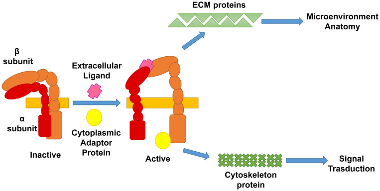 Role of β1 integrin in thrombocytopoiesis.