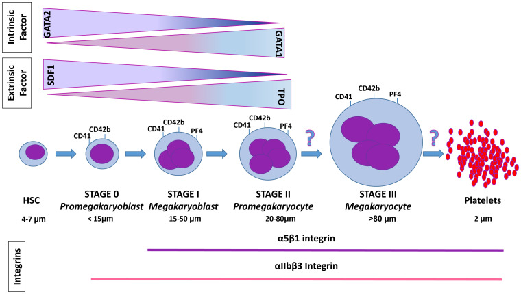 Role of β1 integrin in thrombocytopoiesis.