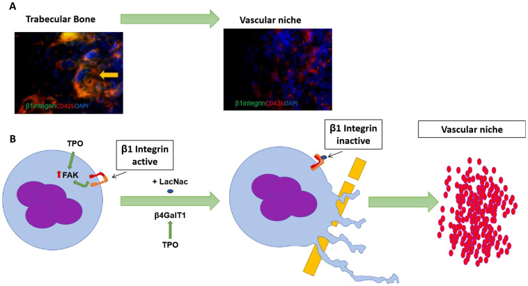 Role of β1 integrin in thrombocytopoiesis.