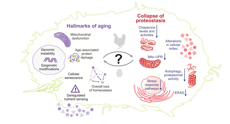 Recent advances in understanding the role of proteostasis.