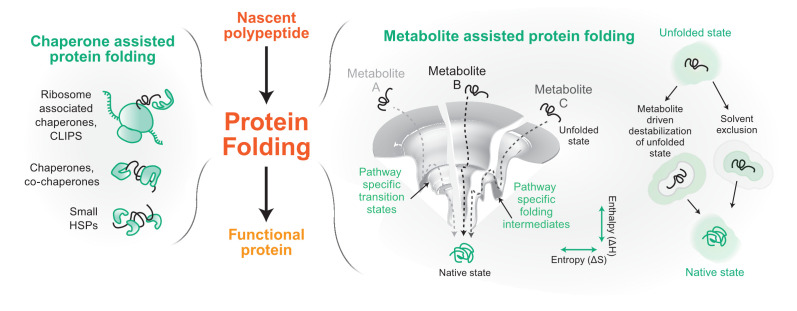 Recent advances in understanding the role of proteostasis.