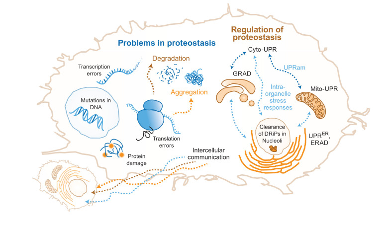 Recent advances in understanding the role of proteostasis.