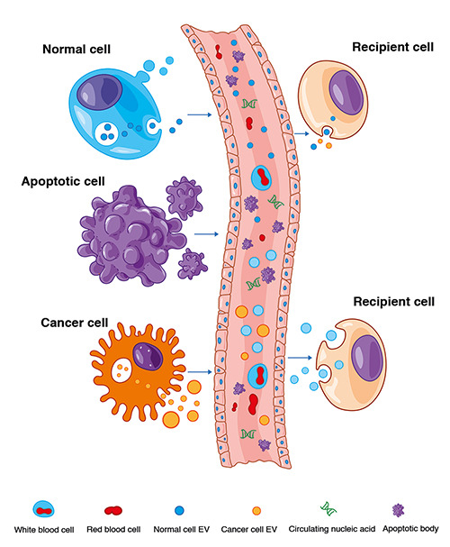 Molecular insights and clinical impacts of extracellular vesicles in cancer.