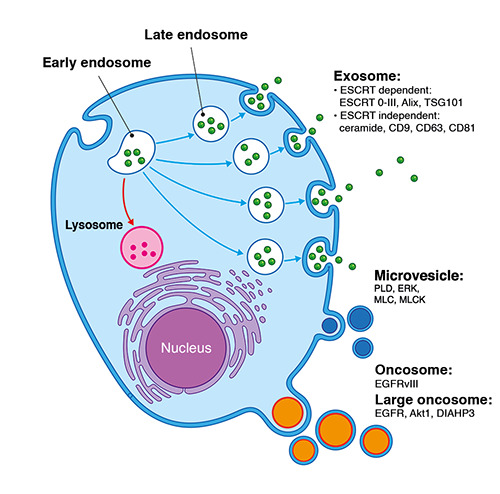 Molecular insights and clinical impacts of extracellular vesicles in cancer.