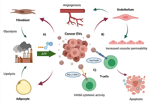 Molecular insights and clinical impacts of extracellular vesicles in cancer.