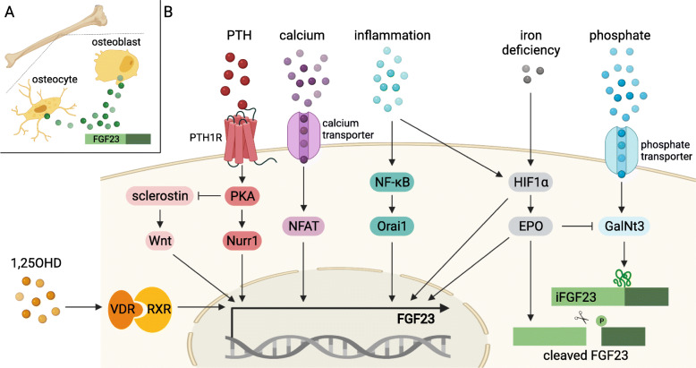 How FGF23 shapes multiple organs in chronic kidney disease.