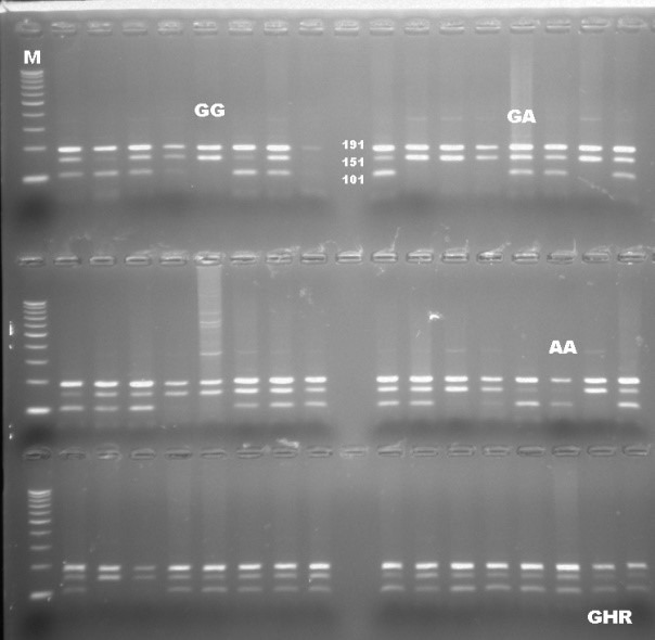 Determination of the association of <i>GHR</i>/<i>AluI</i> gene polymorphisms with milk yield traits in Holstein and Jersey cattle raised in Turkey.