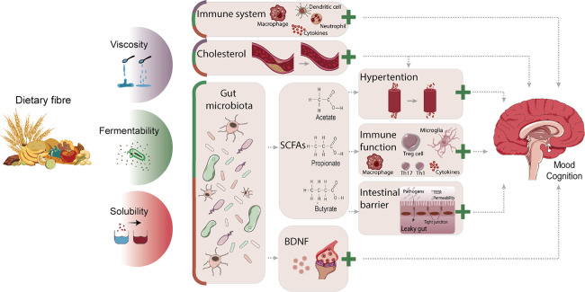 Dietary fibre and the gut-brain axis: microbiota-dependent and independent mechanisms of action.