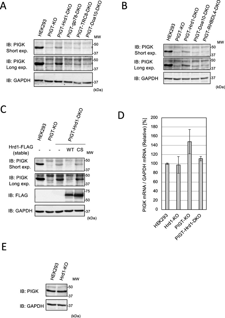 Hrd1-dependent Degradation of the Unassembled PIGK Subunit of the GPI Transamidase Complex.