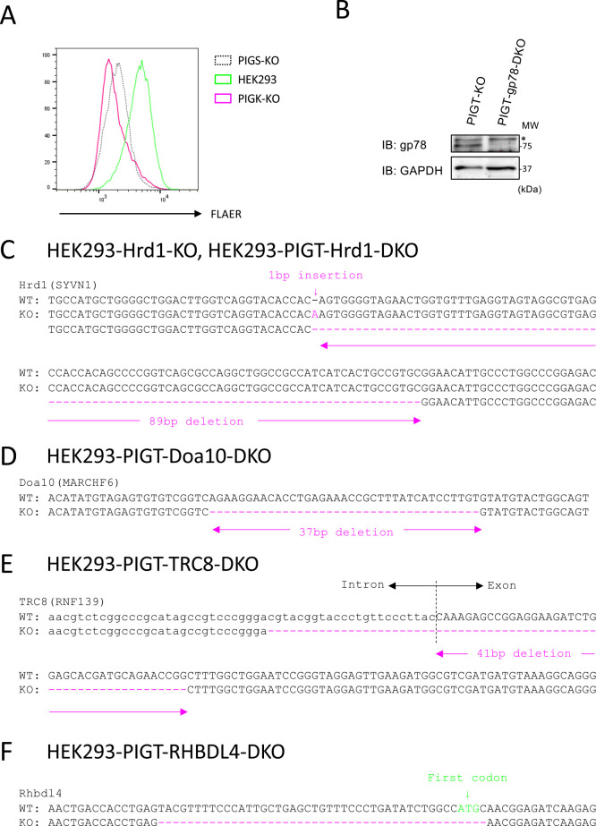 Hrd1-dependent Degradation of the Unassembled PIGK Subunit of the GPI Transamidase Complex.