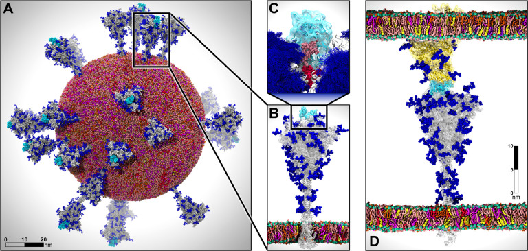 AI-driven multiscale simulations illuminate mechanisms of SARS-CoV-2 spike dynamics.