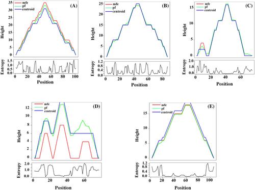 Identification of homologous human miRNAs as antivirals towards COVID-19 genome