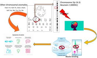 Genetic and cytogenetic screening of autistic spectrum disorder: Genotype-phenotype profiles