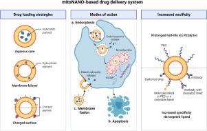 Mitochondria-targeted nanoparticles (mitoNANO): An emerging therapeutic shortcut for cancer