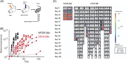 Individual cell-based modeling of tumor cell plasticity-induced immune escape after CAR-T therapy