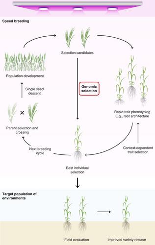 Breeding custom-designed crops for improved drought adaptation