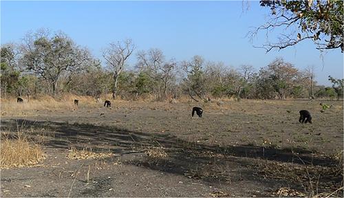 Chimpanzees (Pan troglodytes) in savanna landscapes