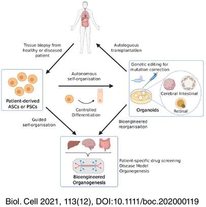 Bioengineering methods for organoid systems