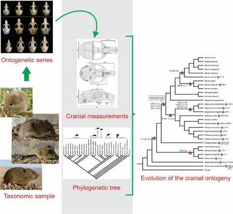 Evolutionary patterns of cranial ontogeny in Sigmodontines (Rodentia, Cricetidae)