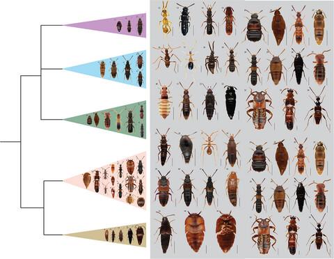 Phylogenetic review of the tribal system of Aleocharinae, a mega-lineage of terrestrial arthropods in need of reclassification