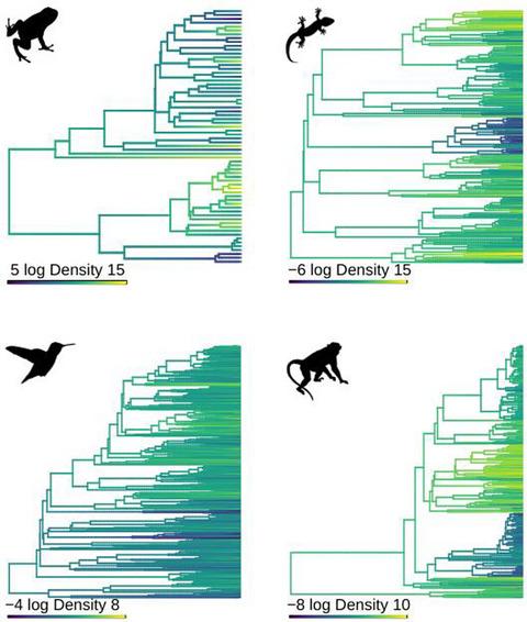 The evolution of species abundances in terrestrial vertebrates