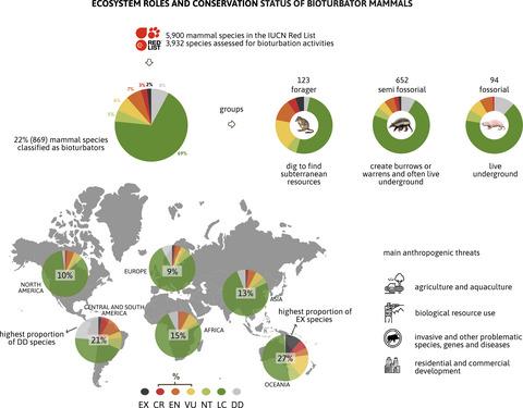 Ecosystem roles and conservation status of bioturbator mammals