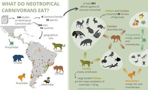 The geography of diet variation in Neotropical Carnivora