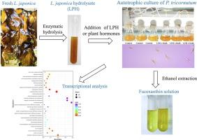 Laminaria japonica hydrolysate promotes fucoxanthin accumulation in Phaeodactylum tricornutum