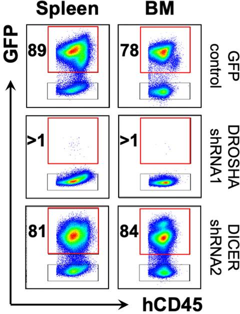 DROSHA but not DICER is required for human haematopoietic stem cell function