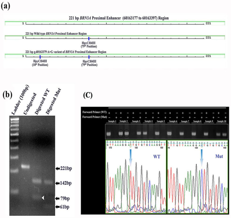 Novel Variant Identified in the Enhancer Region of Host Transcription Factor, BRN3A, is a Significant Risk Factor for HPV-Induced Uterine Cervix Cancer.