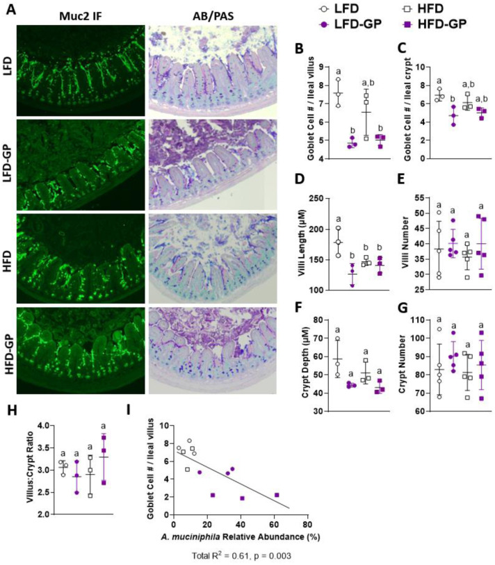 Impact of grape polyphenols on <i>Akkermansia muciniphila</i> and the gut barrier.