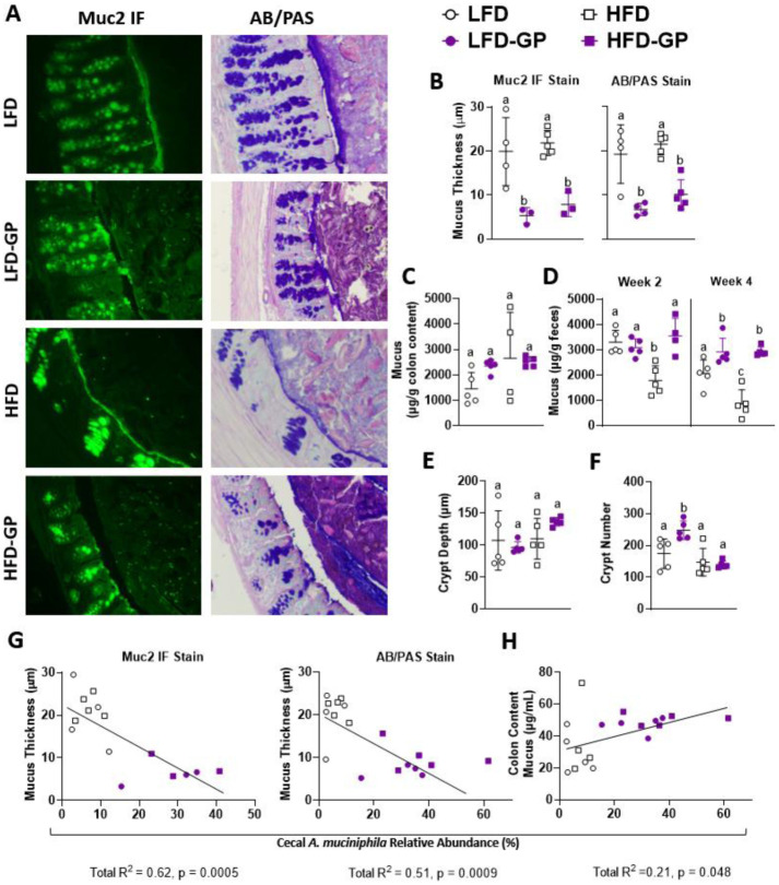 Impact of grape polyphenols on <i>Akkermansia muciniphila</i> and the gut barrier.