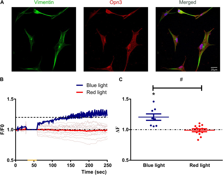 The Intrinsic Blue Light Responses of Avian Müller Glial Cells Imply Calcium Release from Internal Stores.