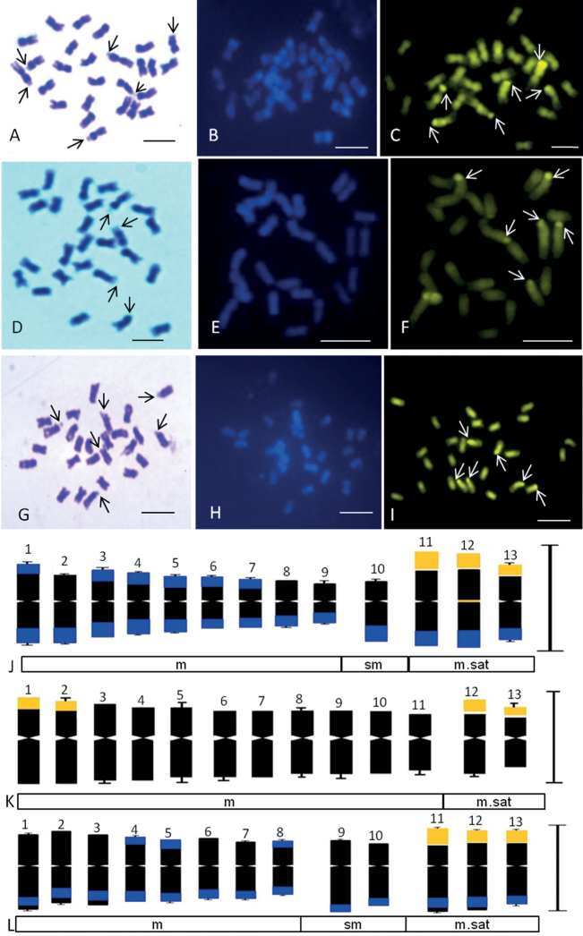 ﻿A critical review on cytogenetics of Cucurbitaceae with updates on Indian taxa.