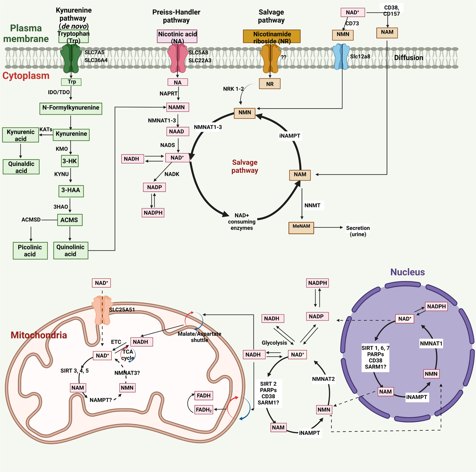 Cancer treatment-induced NAD+ depletion in premature senescence and late cardiovascular complications.