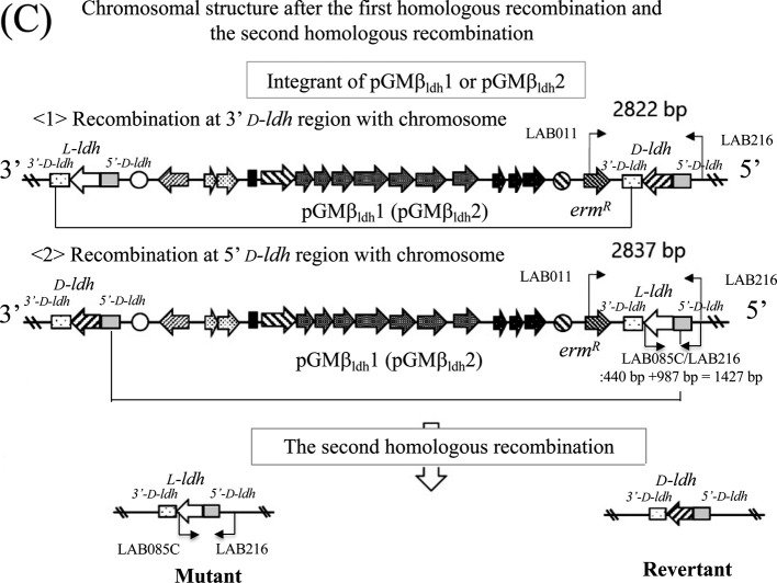 Novel shuttle vector pGMβ1 for conjugative chromosomal manipulation of <i>Lactobacillus delbrueckii</i> subsp. <i>bulgaricus</i>.