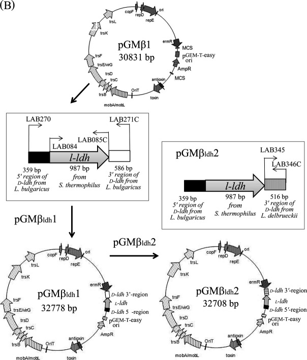 Novel shuttle vector pGMβ1 for conjugative chromosomal manipulation of <i>Lactobacillus delbrueckii</i> subsp. <i>bulgaricus</i>.