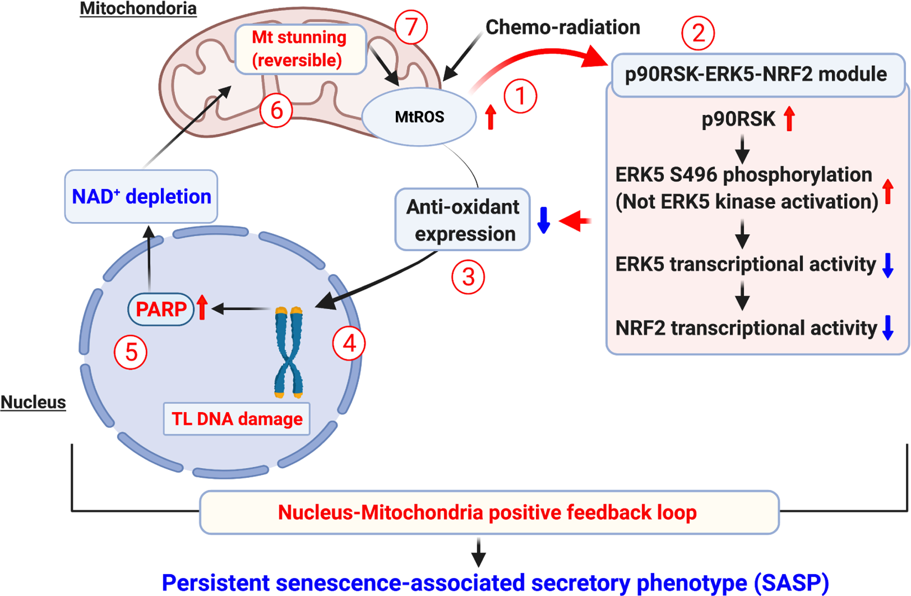 Cancer treatment-induced NAD+ depletion in premature senescence and late cardiovascular complications.