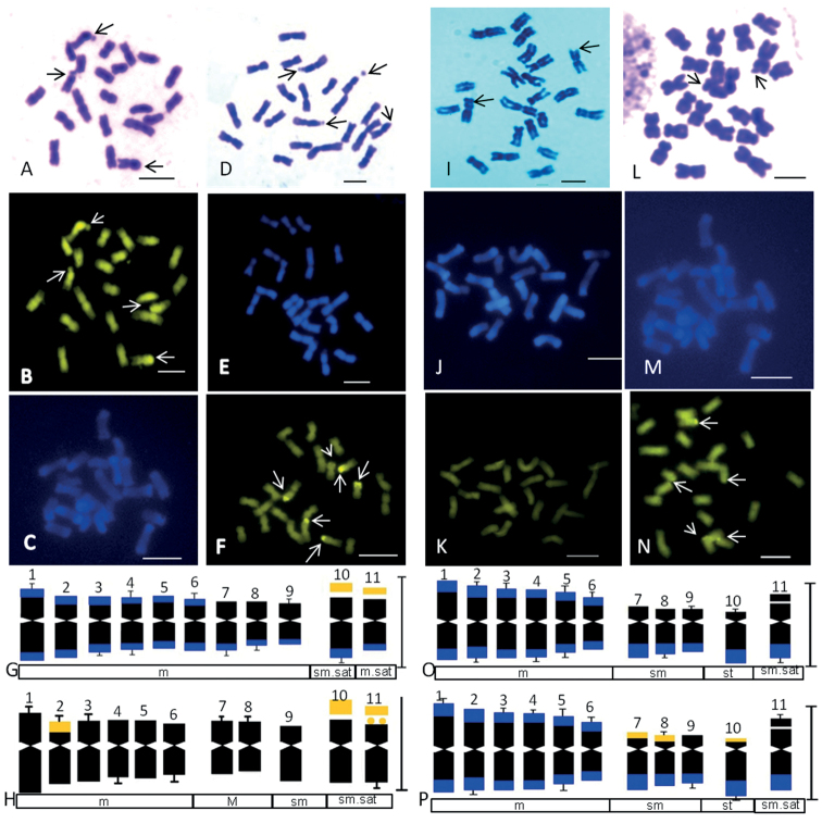 ﻿A critical review on cytogenetics of Cucurbitaceae with updates on Indian taxa.