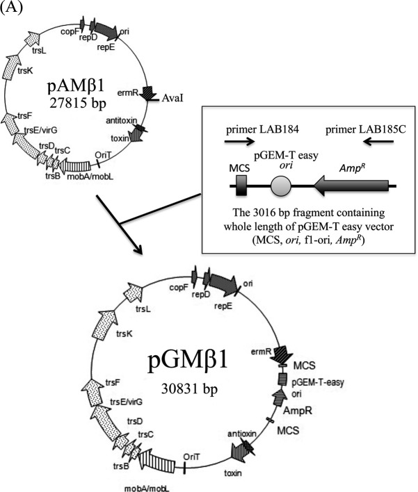 Novel shuttle vector pGMβ1 for conjugative chromosomal manipulation of <i>Lactobacillus delbrueckii</i> subsp. <i>bulgaricus</i>.